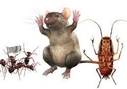 Ants, rat and cockroach