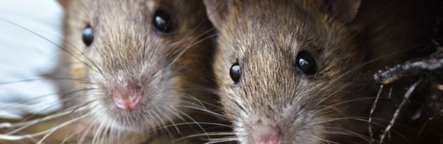 couple of rats